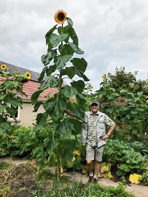 Ingezonden foto Knoepert van een zonnebloemMet 3.81 meter haalt deze ...